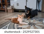 Pets living together in the home. Naughty Orange And White Tabby Cat with Black and brown mongrel dog laying down on the tiled floor in the house with bright, happy eyes.