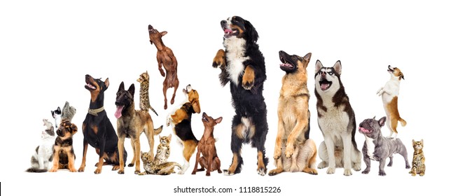 Group Animals Looking On White Background Stock Photo 1507888079 ...