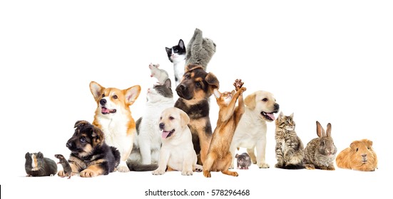 311,955 Pet animals set Images, Stock Photos & Vectors | Shutterstock