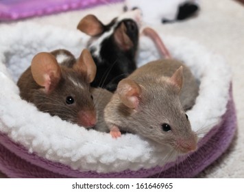 Pets - Mice