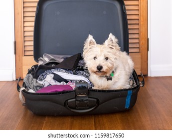 Pets on vacation: scruffy west highland terrier westie dog in packed suitcase luggage of clothes - Shutterstock ID 1159817650