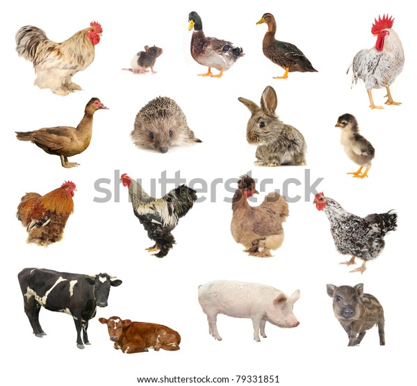 Pets On White Background Stock Photo 79331851 | Shutterstock