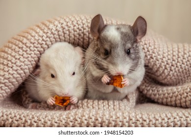 Pets, our little beloved domestic chinchillas eat delicious treats on a soft blanket - Shutterstock ID 1948154203