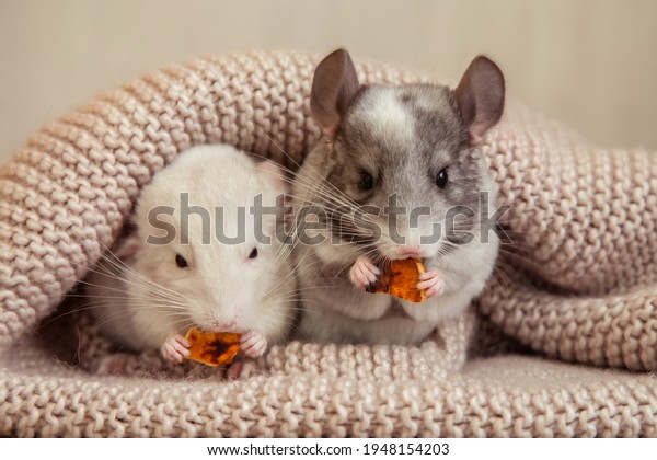 Pets, our little beloved domestic\
chinchillas eat delicious treats on a soft\
blanket