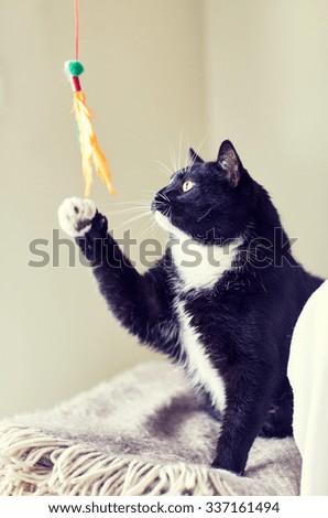 Similar – Image, Stock Photo Prey, cat playing with its captured mouse