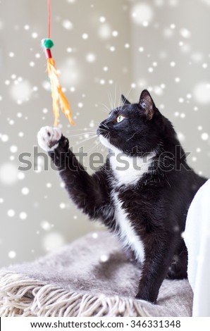 Similar – Image, Stock Photo Prey, cat playing with its captured mouse