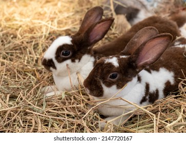 Pets Rabbit on dry straw, bunny pet on straw background, Brown and white  rabbit on dry grass (straw).