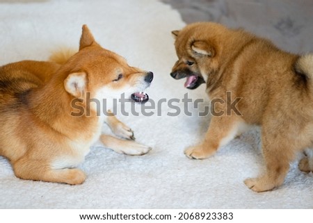 Pets are of the Shiba Inu breed. Mom dog with cute puppy son play and get angry. Japanese dogs shiba inu. Bright Shiba Inu dog. The puppy plays with mom. Shiba inu dog angry