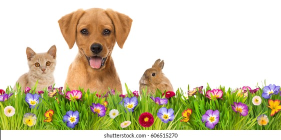 Pets in a spring flower meadow
