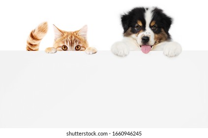 Konzept eines Heimtierladens, Hundehund und Haustier-Katze, zusammen mit einer Plakatanzeige einzeln auf weißem Hintergrund, leerer Vorlage und Kopienraum