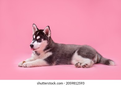 Pets theme studio shot. A teenager female dog of the Siberian Husky breed on a pink background. Funny black and white dog less than one year old on a colored background. Cute funny animals babies.