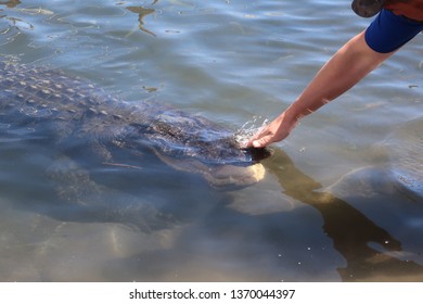 Petting Alligator Underwater Stock Photo 1370044397 | Shutterstock