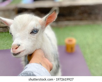 Petting A Baby Goat During Goat Yoga