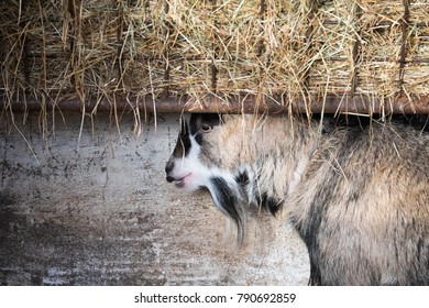 Petting Farm Goat