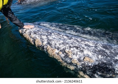 Petting Gray Whale In Mexico Baja California Unique Experience. Whale Watching Tour. Person Touching Whale From The Boat