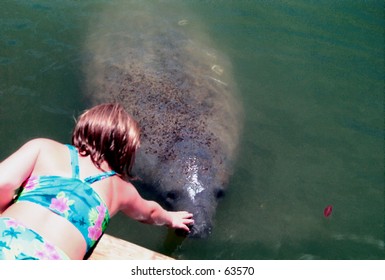 Petting The Manatee
Madeira Beach Florida