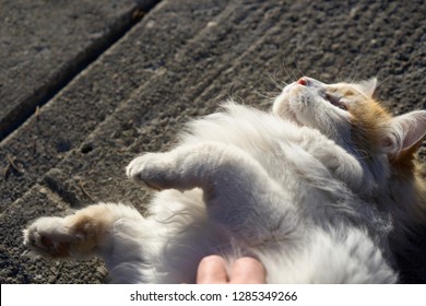 Petting A Roaming Cat On The Side Of A Street - Cat Happily Getting A Belly Rub