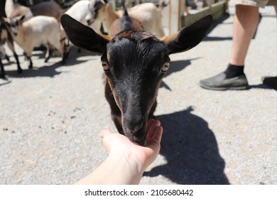 Petting Zoo Goat With Eye Contact