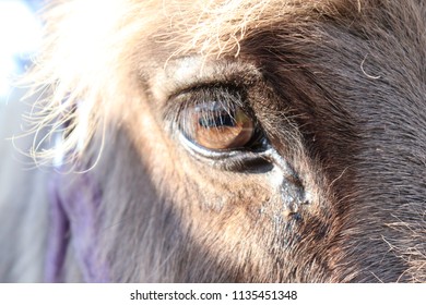 A Petting Zoo Pony Gazing Into The Camera