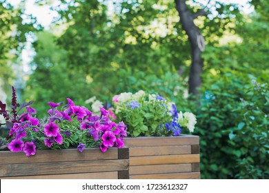 Petunia, Amaranth, Ageratum And Lobelia Flowers In Wooden Container Flower Pot Outside In Street Cafe, Outdoors Planting Landscaping, Horizontal Stock Photo Image Background