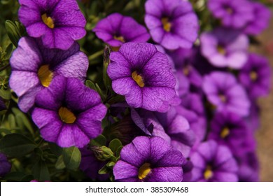 Petunia, Calibrachoa 