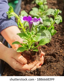 Petunia Flower In Children's Hands. Planting Balcony Flowers.