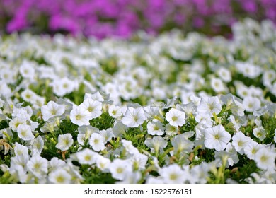 Petunia Flower Meadow Pattern Backgrounds In The Field