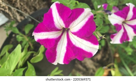 Petunia Flower. Petunia Species Are Mostly Annual Herbs. From My Garden