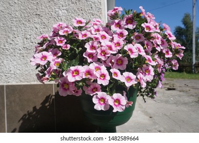 petunia flowers in a pot
