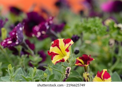 Petunia Flowers, Red And Yelow Flower, Special Flowers , Violet And Petunia Is Genus Of 20 Species