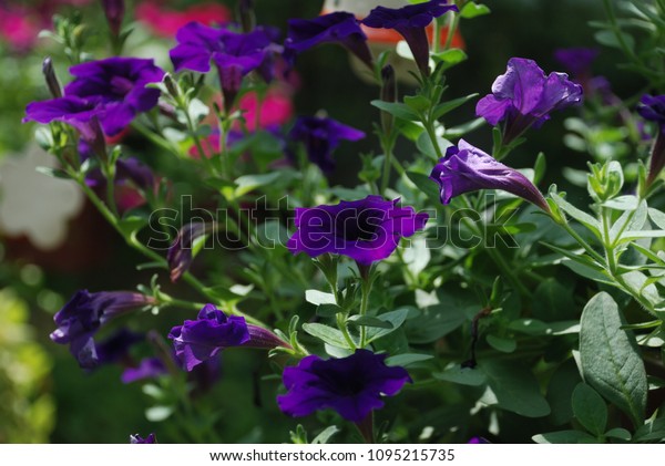  Petunia hybrid. The flower is above. The oval\
shape of the cone flower is either single or double flowers are\
divided into five bouquets of flowers with pink flowers. Purple\
flowers are blooming.