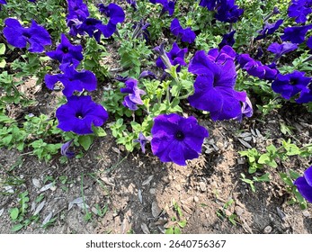 Petunia hybrida flowers blooming in rich violet tones, with trumpet-shaped petals and lush green foliage. A popular ornamental plant widely used in gardens for its vivid color and long flowering seaso