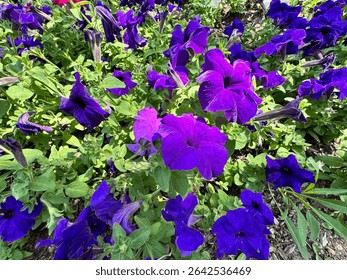Petunia hybrida flowers blooming in rich violet tones, with trumpet-shaped petals and lush green foliage. A popular ornamental plant widely used in gardens for its vivid color and long flowering seaso