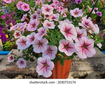Petunia hybrida or Petunia is native to South America. The flowers are funnel-shaped. There are either single flowers or double flowers with a variety of beautiful colors.	