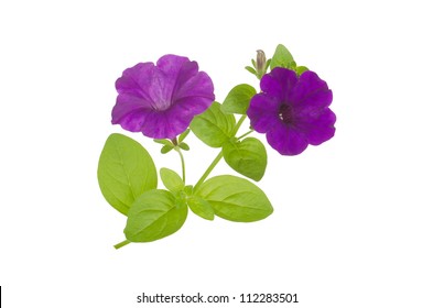 Petunia Isolated On White Background