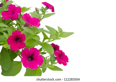 Petunia Isolated On White Background