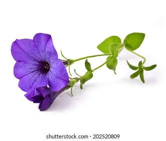 Petunia Isolated On White Background 