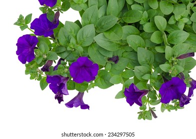 Petunia Isolated On White Background