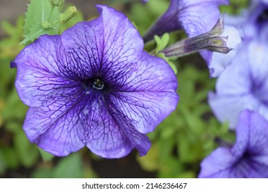 Petunia large-flowered Limbo Blue Veined. Flower of a petunia one-year white and violet color in a garden against the background of green leaves.