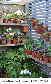 Petunia, nemesia, succulents and vegetable seedlings in terra cotta and wooden pots on fence shelves in a garden