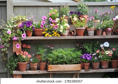 Petunia, nemesia and vegetable seedlings in terra cotta and wooden pots on fence shelves in a garden - Powered by Shutterstock