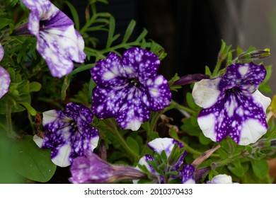 Petunia Night Sky An Annual Trailing Summer Plant. Dark Violet With White Spot Colouring, Resembling The Galaxy.