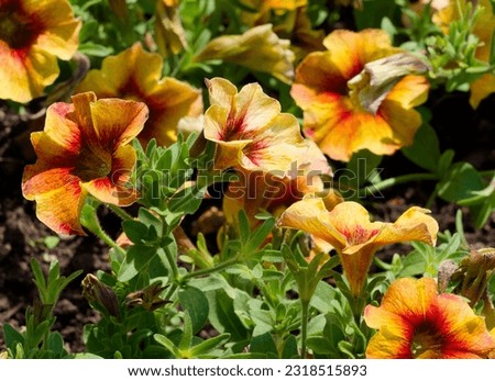 Petunia  petchoa 'Beauticals Caramel Yellow' or chameletunias with yellow crown funnel shaped and amber caramel throat constrasting  above a dark green foliage along flexible stems
