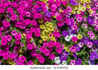 Petunia, Petunias on a wall, mixed colors - Shutterstock ID 2179209761