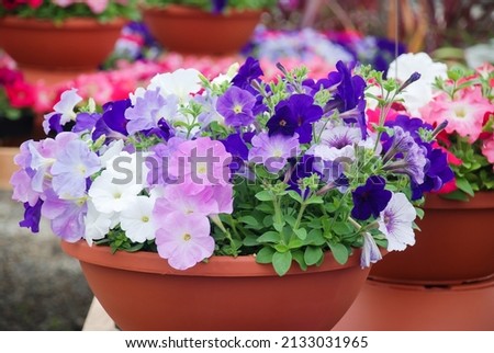 Petunia, Petunias in the tray,Petunia in the pot, multi-color petunia