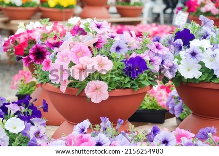 Petunia, Petunias in the tray,Petunia in the pot, multicolor petunia