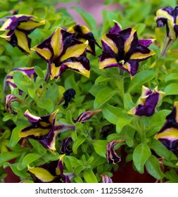 Petunia Phantom Half Hardy Petunia Striped Stock Photo 1125584276 ...