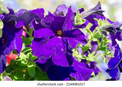 Petunia a plant of the nightshade family with brightly colored funnel-shaped flowers. Native to tropical America, it has been widely developed as an ornamental hybrid, with numerous varieties.