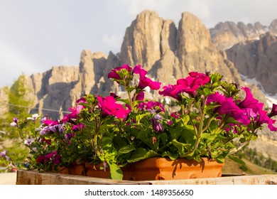 Petunia in a pot against the beautiful view Alpine mountains on a Sunny summer day. Passo Giau with Mount Gusela on the background, Dolomites, or Dolomiti Selva di Val Gardena, South Tirol, Italy