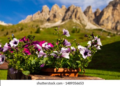 Petunia in a pot against the beautiful view Alpine mountains on a Sunny summer day. Passo Giau with Mount Gusela on the background, Dolomites, or Dolomiti Selva di Val Gardena, South Tirol, Italy